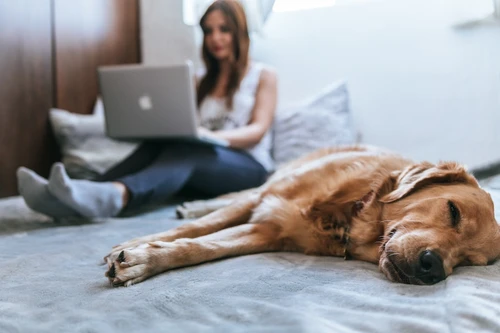Dogs enjoying Austin's outdoor lifestyle